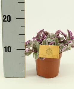 Tradescantia Sweetness 10,5Cm - Ø10,5Cm - ↕10Cm