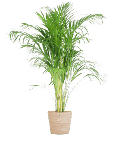 Areca Palm (Dypsis) Met Sofia Mand Naturel - 100Cm - Ø21