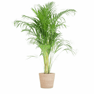 Areca Palm (Dypsis) Met Sofia Mand Naturel - 100Cm - Ø21