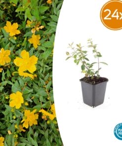 24X Hypericum Dummeri 'Peter Dummer' - ↕10-25Cm - Ø9Cm