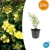 24X Hypericum 'Hidcote' - ↕10-25Cm - Ø9Cm