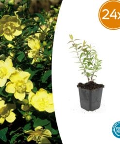 24X Hypericum 'Hidcote' - ↕10-25Cm - Ø9Cm