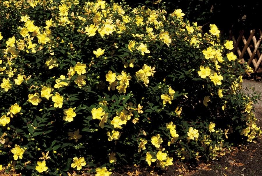 24X Hypericum 'Hidcote' - ↕10-25Cm - Ø9Cm - Afbeelding 7