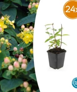 24X Hypericum Inodorum 'Annebel' - ↕10-25Cm - Ø9Cm
