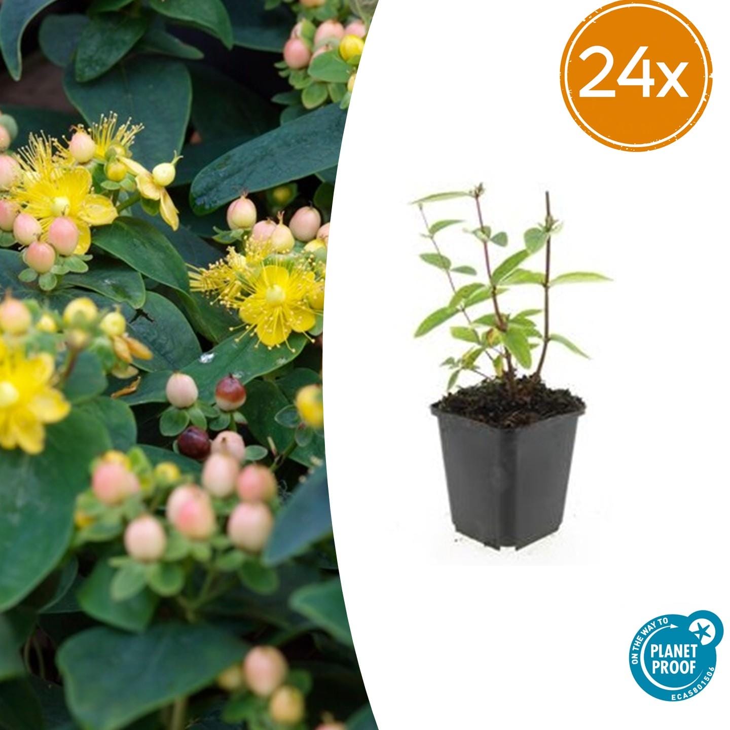24X Hypericum Inodorum 'Annebel' - ↕10-25Cm - Ø9Cm
