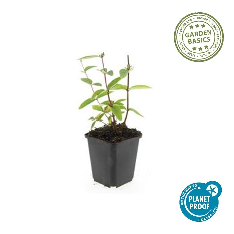 24X Hypericum Inodorum 'Annebel' - ↕10-25Cm - Ø9Cm - Afbeelding 4