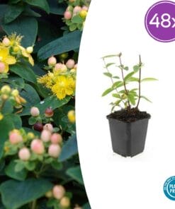 48X Hypericum Inodorum 'Annebel' - ↕10-25Cm - Ø9Cm