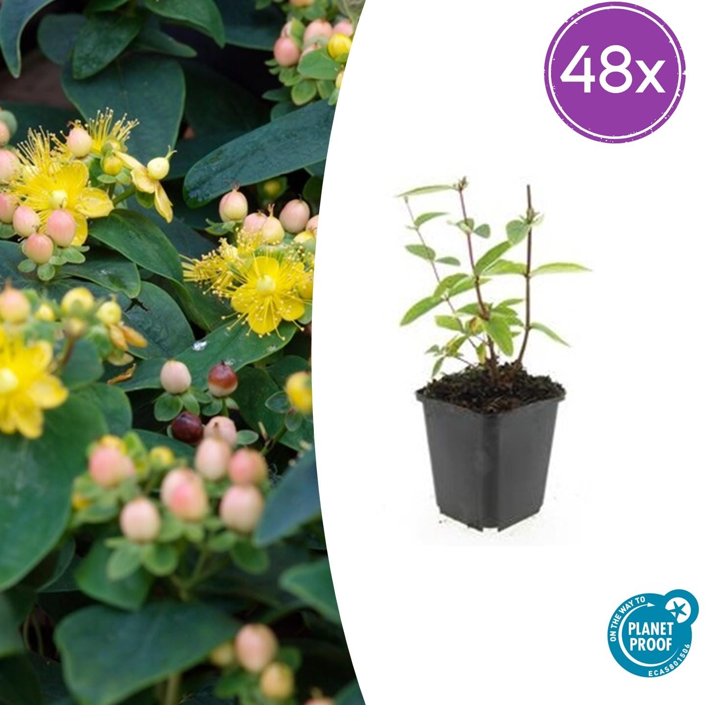 48X Hypericum Inodorum 'Annebel' - ↕10-25Cm - Ø9Cm