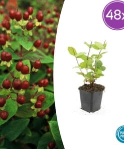 48X Hypericum Inodorum 'Beauty' - ↕10-25Cm - Ø9Cm