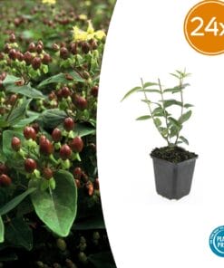 24X Hypericum Inodorum 'Rheingold' - ↕10-25Cm - Ø9Cm