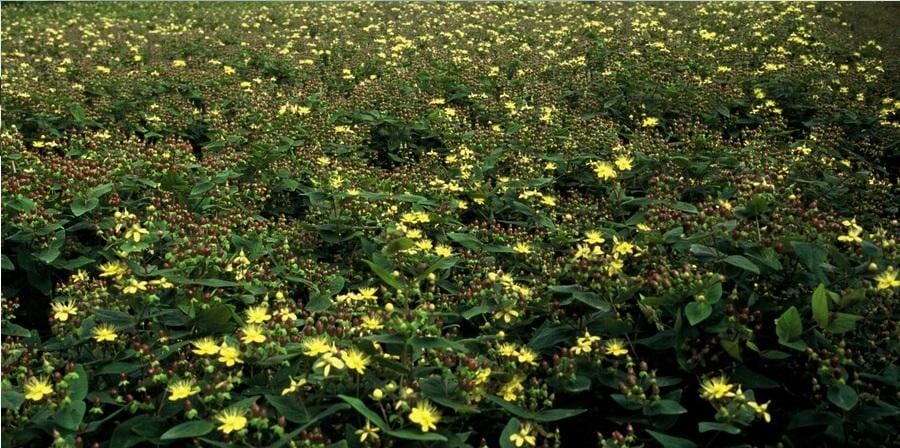 48X Hypericum Inodorum 'Rheingold' - ↕10-25Cm - Ø9Cm - Afbeelding 6