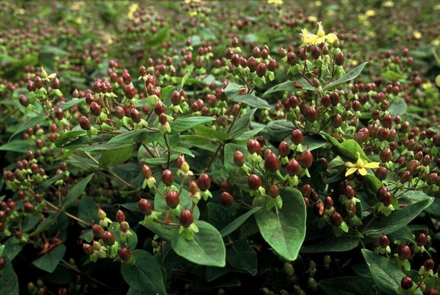48X Hypericum Inodorum 'Rheingold' - ↕10-25Cm - Ø9Cm - Afbeelding 7