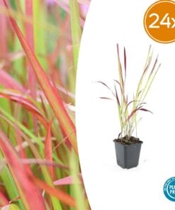 24X Imperata Cylindrica 'Red Baron' - ↕10-25Cm - Ø9Cm