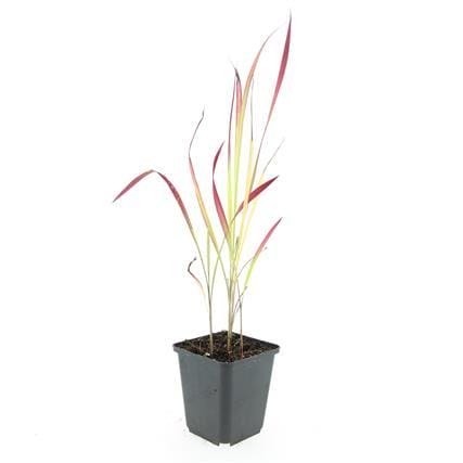 24X Imperata Cylindrica 'Red Baron' - ↕10-25Cm - Ø9Cm - Afbeelding 2