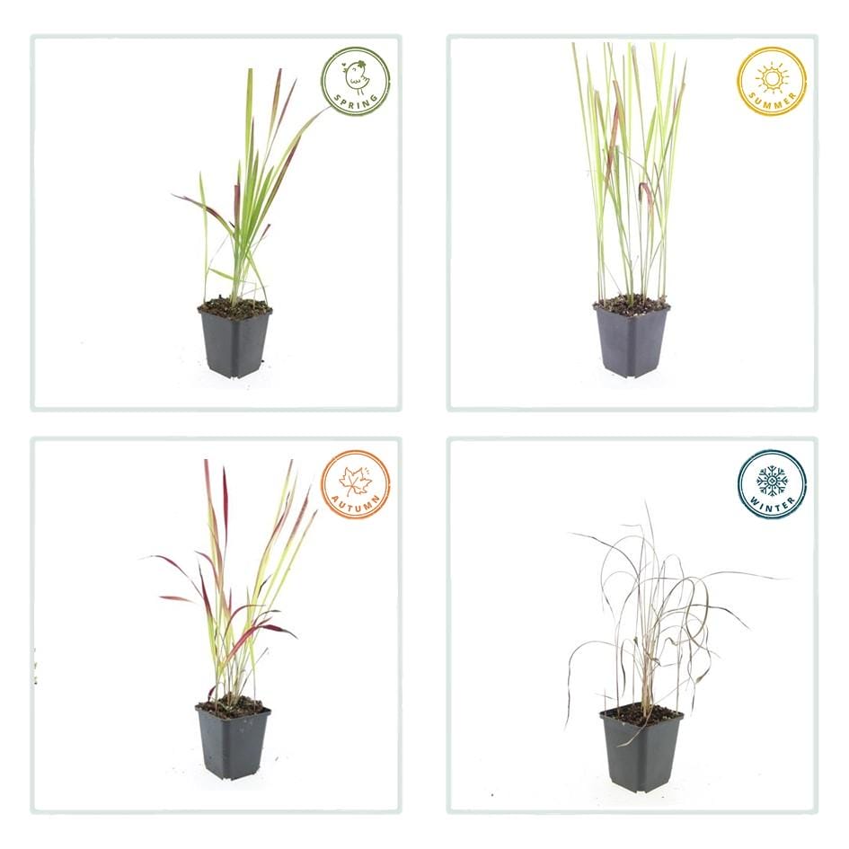 24X Imperata Cylindrica 'Red Baron' - ↕10-25Cm - Ø9Cm - Afbeelding 3