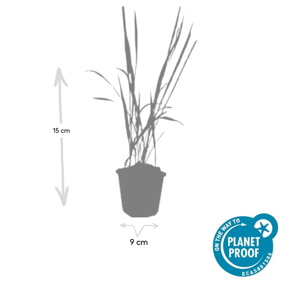24X Imperata Cylindrica 'Red Baron' - ↕10-25Cm - Ø9Cm - Afbeelding 5