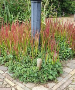 48X Imperata Cylindrica 'Red Baron' - ↕10-25Cm - Ø9Cm - Afbeelding 7