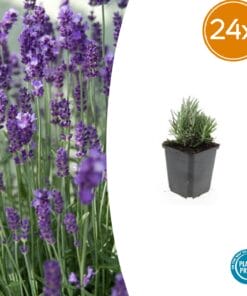 24X Lavandula Ang. 'Dwarf Blue' - ↕10-25Cm - Ø9Cm