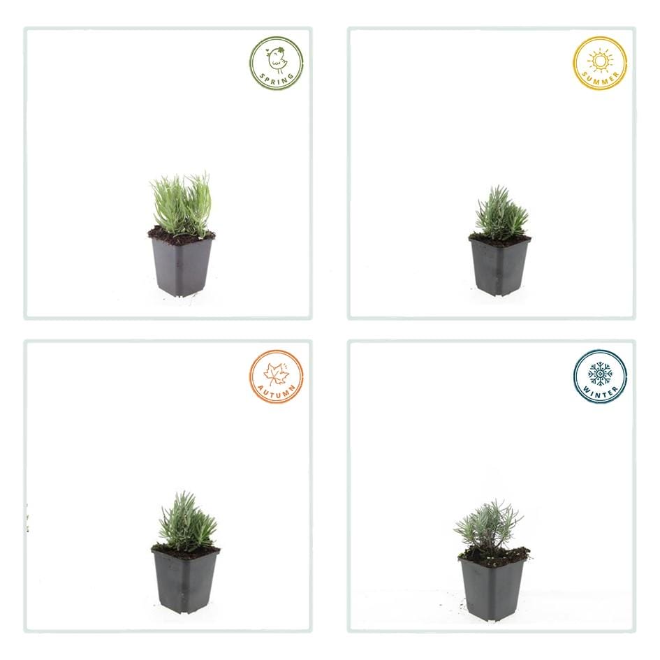 48X Lavandula Ang. 'Dwarf Blue' - ↕10-25Cm - Ø9Cm - Afbeelding 4