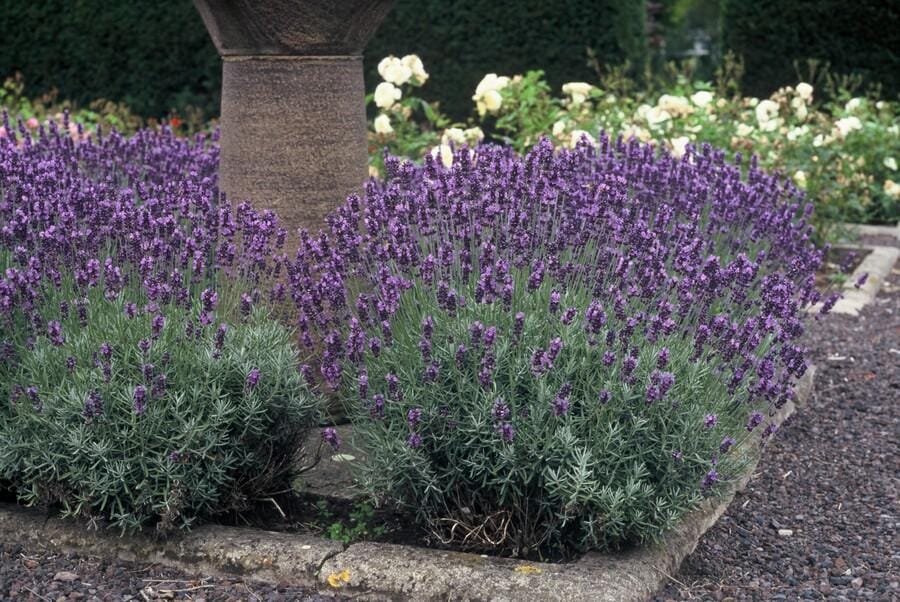 48X Lavandula Ang. 'Dwarf Blue' - ↕10-25Cm - Ø9Cm - Afbeelding 7