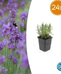24X Lavandula Ang. 'Munstead' - ↕10-25Cm - Ø9Cm