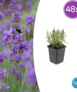 48X Lavandula Ang. 'Munstead' - ↕10-25Cm - Ø9Cm