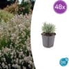 48X Lavandula Int. 'Edelweiss' - ↕10-25Cm - Ø9Cm
