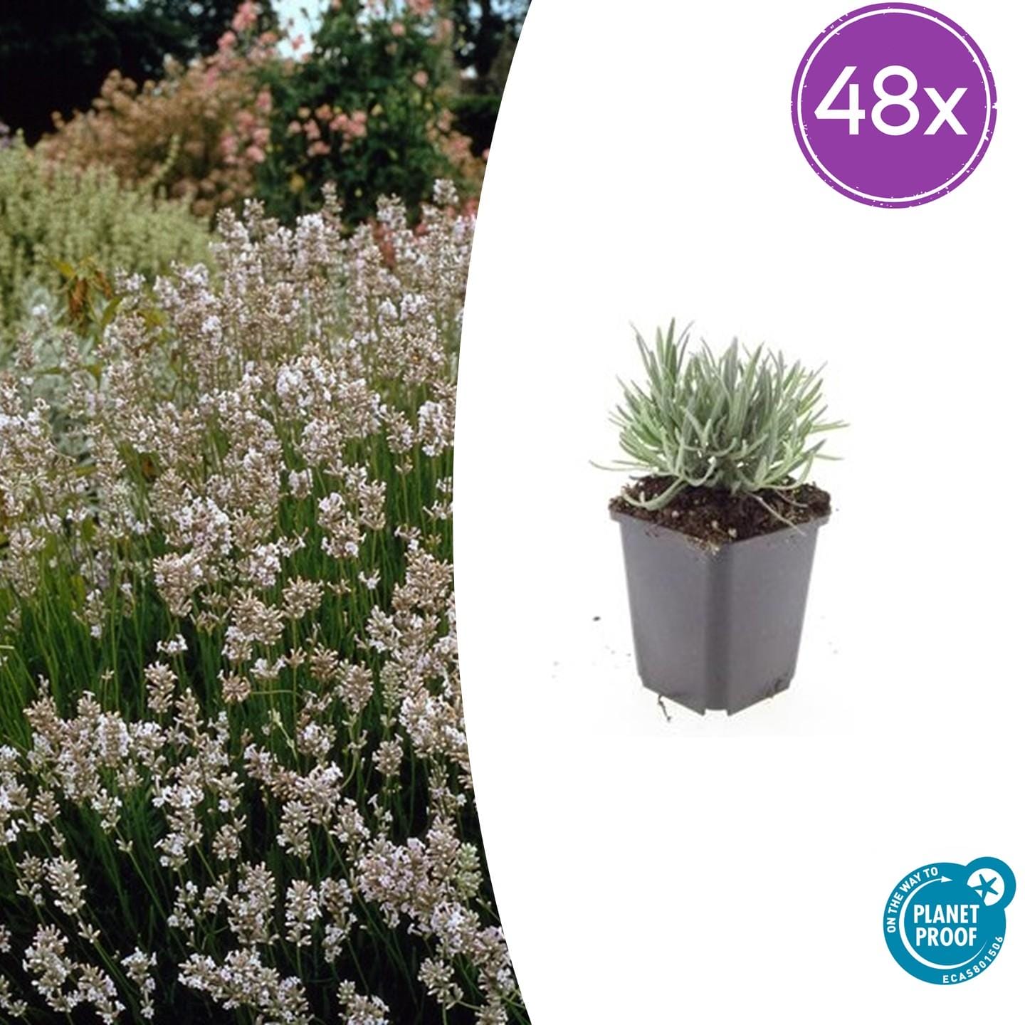 48X Lavandula Int. 'Edelweiss' - ↕10-25Cm - Ø9Cm