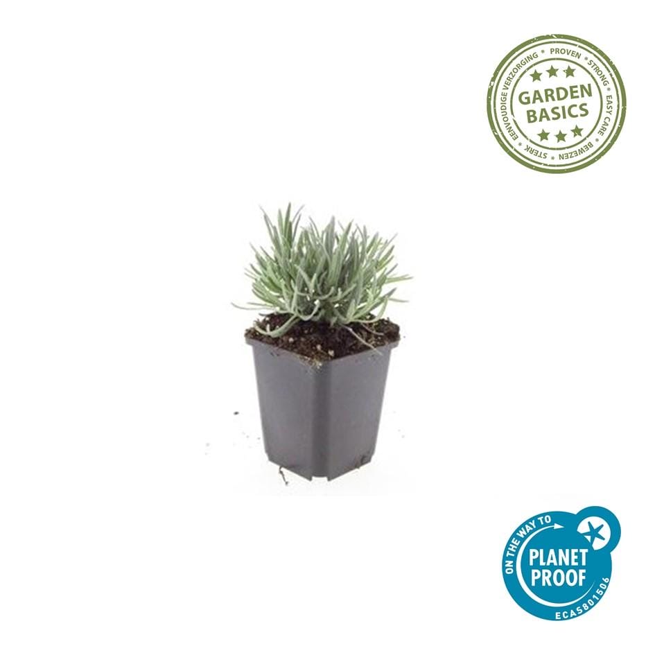 48X Lavandula Int. 'Edelweiss' - ↕10-25Cm - Ø9Cm - Afbeelding 2