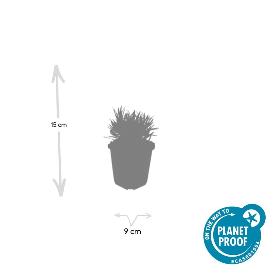 48X Lavandula Int. 'Edelweiss' - ↕10-25Cm - Ø9Cm - Afbeelding 4