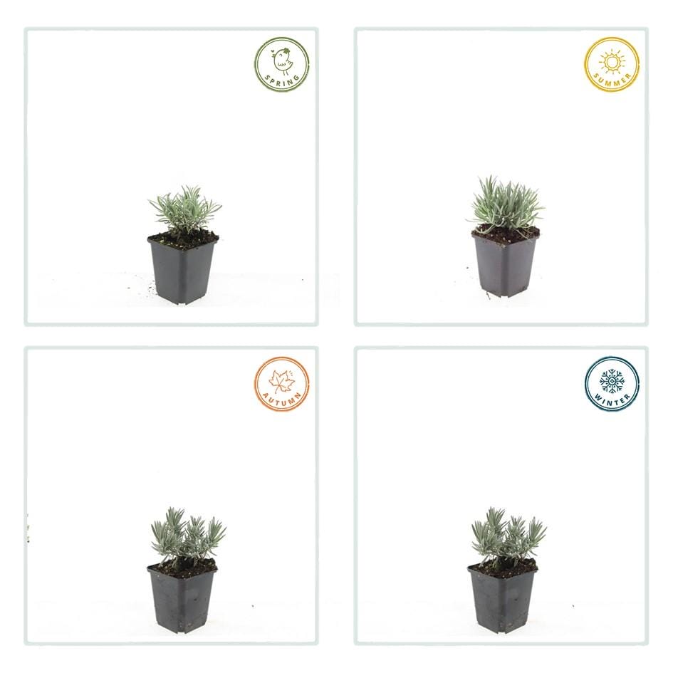 48X Lavandula Int. 'Edelweiss' - ↕10-25Cm - Ø9Cm - Afbeelding 5