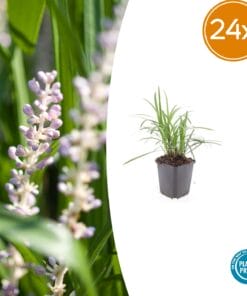24X Liriope Muscari 'Moneymaker' - ↕10-25Cm - Ø9Cm