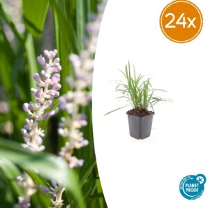 Liriope Moneymaker bodembedekker – wintergroene met paarse bloemen – 10-25 cm