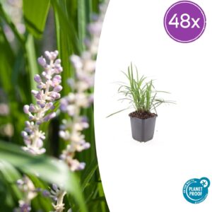 Liriope muscari 'Moneymaker' – winterharde bodembedekker – 10-25 cm