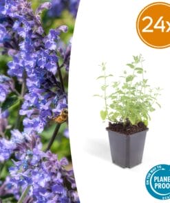 24X Nepeta 'Six Hills Giant' - ↕10-25Cm - Ø9Cm