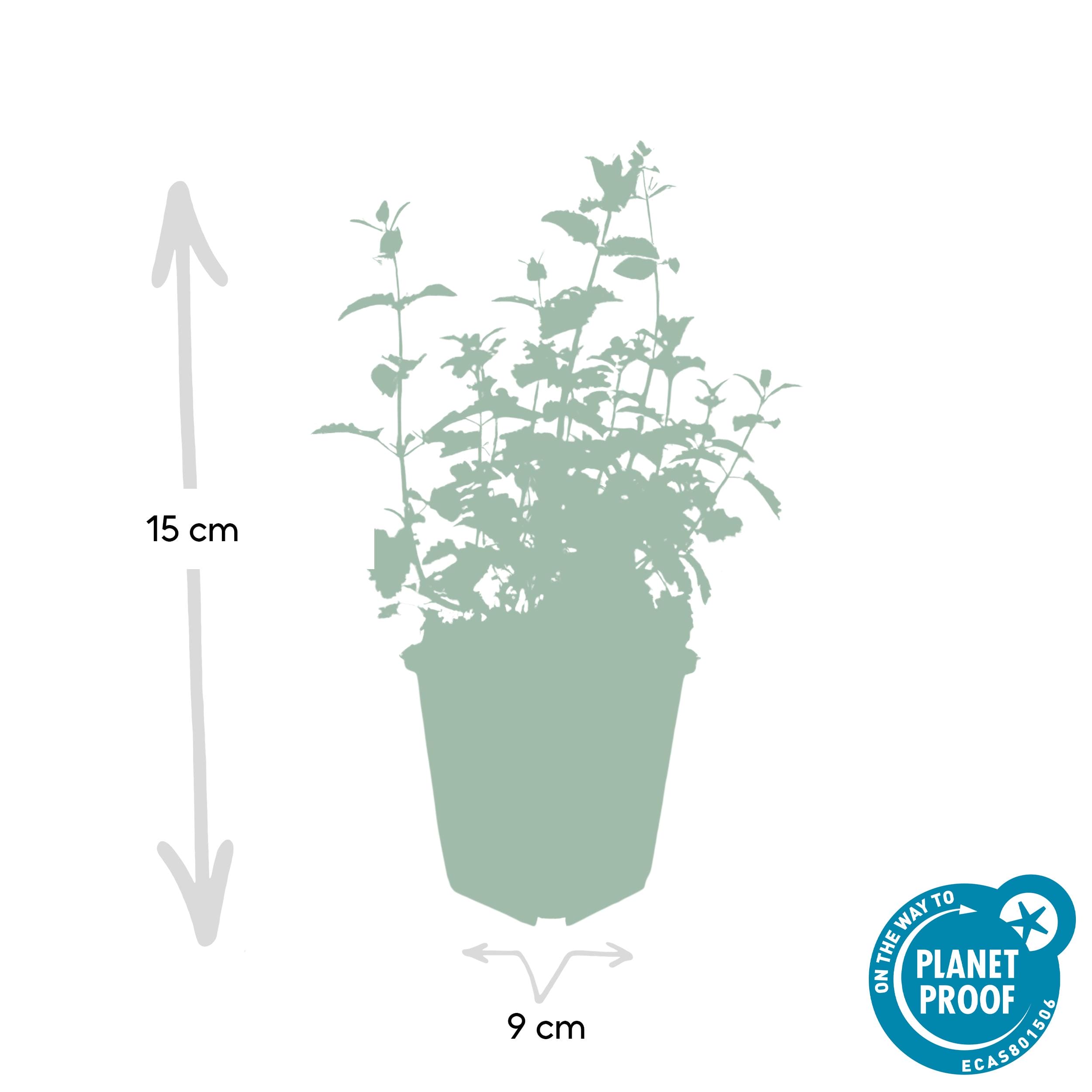 24X Nepeta 'Six Hills Giant' - ↕10-25Cm - Ø9Cm - Afbeelding 2