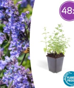 48X Nepeta 'Six Hills Giant' - ↕10-25Cm - Ø9Cm