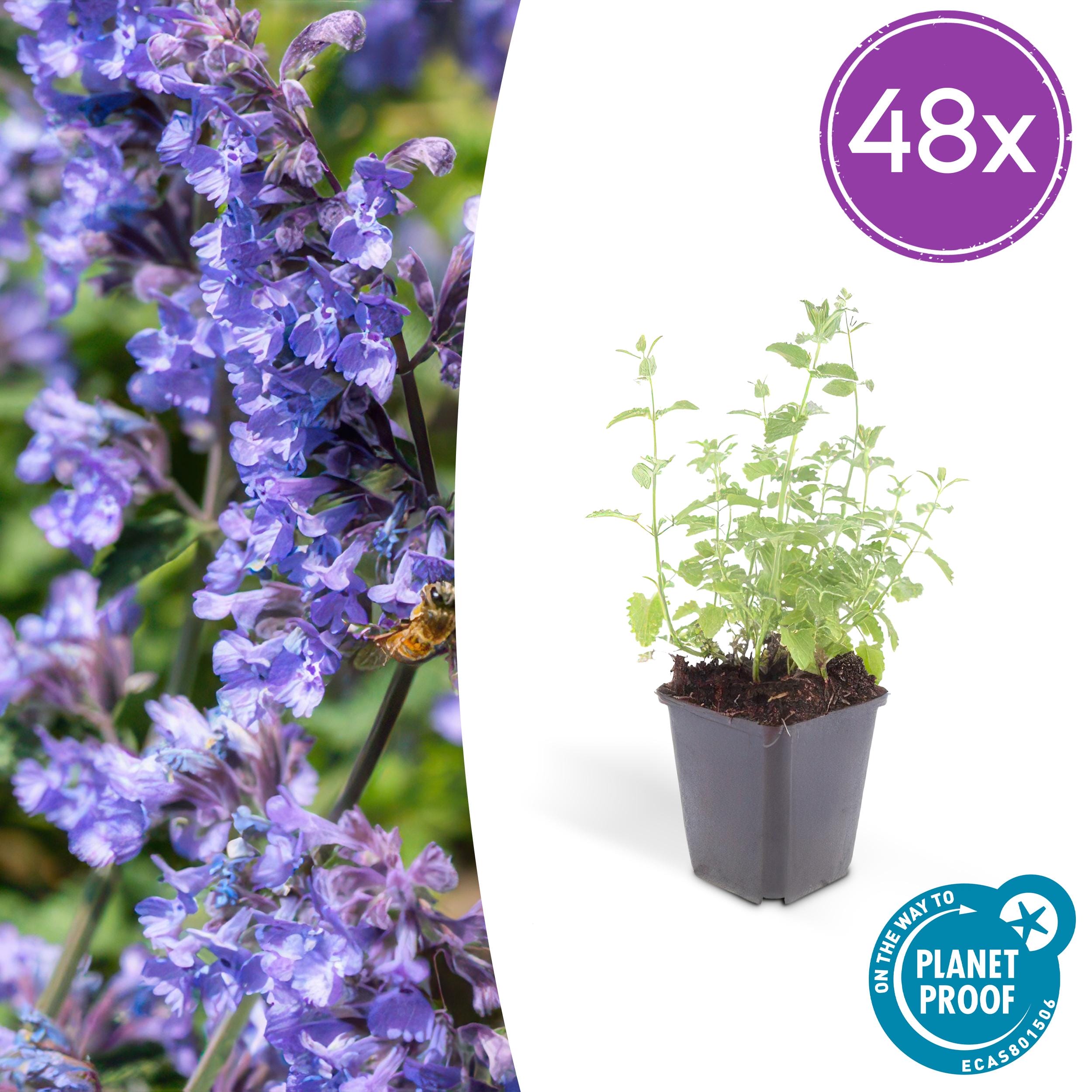 48X Nepeta 'Six Hills Giant' - ↕10-25Cm - Ø9Cm