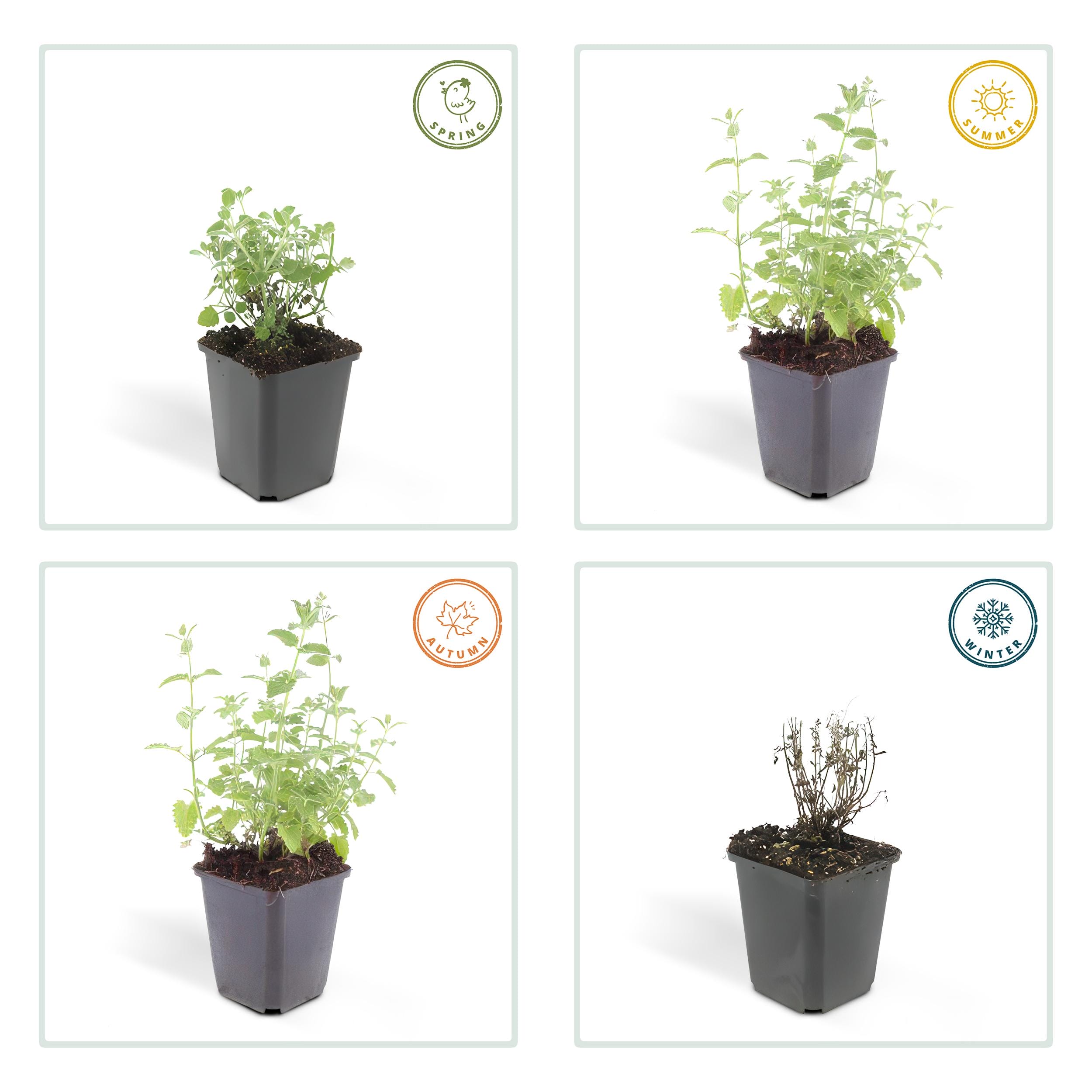 48X Nepeta 'Six Hills Giant' - ↕10-25Cm - Ø9Cm - Afbeelding 4