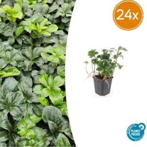 24X Pachysandra Term. 'Green Sheen' - ↕10-25Cm - Ø9Cm