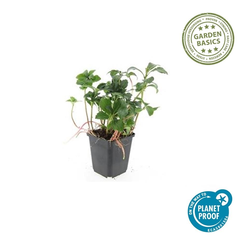 24X Pachysandra Term. 'Green Sheen' - ↕10-25Cm - Ø9Cm - Afbeelding 3