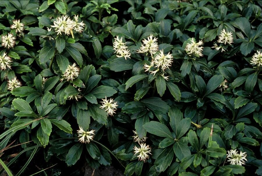 24X Pachysandra Term. 'Green Sheen' - ↕10-25Cm - Ø9Cm - Afbeelding 7