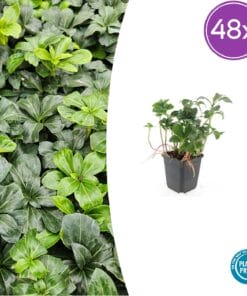 48X Pachysandra Term. 'Green Sheen' - ↕10-25Cm - Ø9Cm