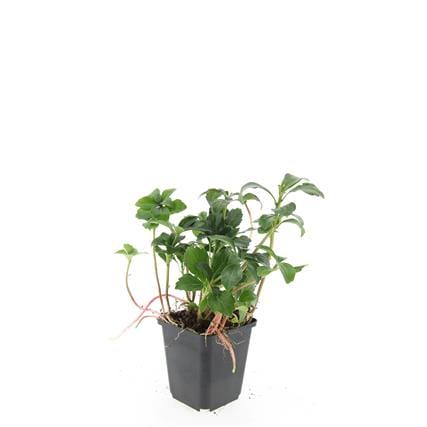 48X Pachysandra Term. 'Green Sheen' - ↕10-25Cm - Ø9Cm - Afbeelding 3