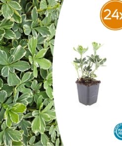24X Pachysandra Term. 'Variegata' - ↕10-25Cm - Ø9Cm