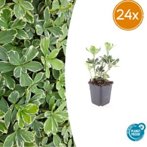 24X Pachysandra Term. 'Variegata' - ↕10-25Cm - Ø9Cm