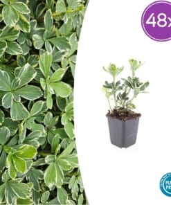 48X Pachysandra Term. 'Variegata' - ↕10-25Cm - Ø9Cm
