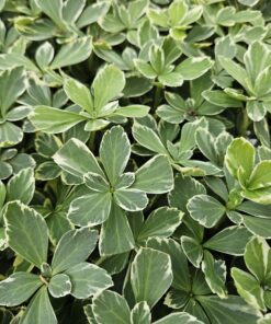 48X Pachysandra Term. 'Variegata' - ↕10-25Cm - Ø9Cm - Afbeelding 6