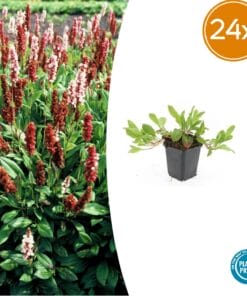 24X Persicaria Aff. 'Darjeeling Red' - ↕10-25Cm - Ø9Cm