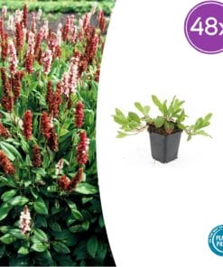 48X Persicaria Aff. 'Darjeeling Red' - ↕10-25Cm - Ø9Cm